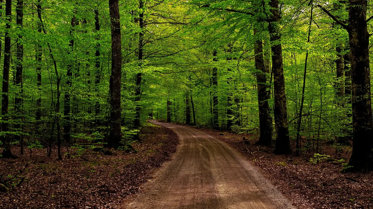 **Jeux d'ambiance pour un road‑trip inoubliable**