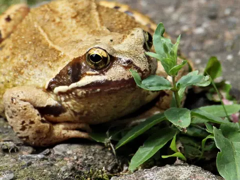 Le jeu de la grenouille en plein air