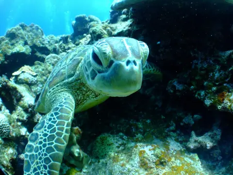 La course des tortues : un jeu amusant pour toute la famille