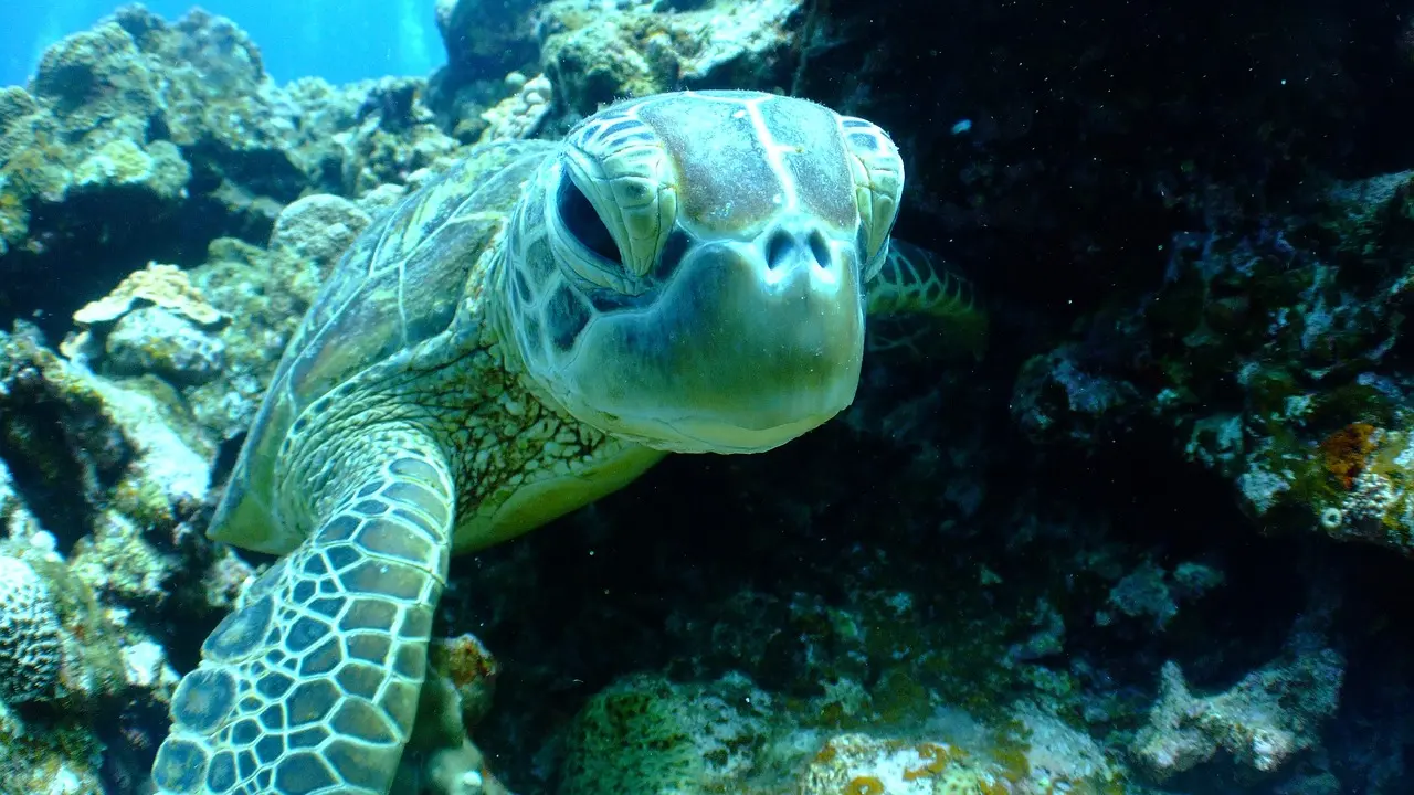 La course des tortues : un jeu amusant pour toute la famille