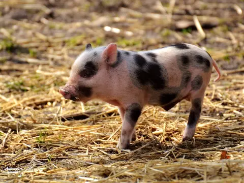 Jouer au Cochon qui rit : guide complet