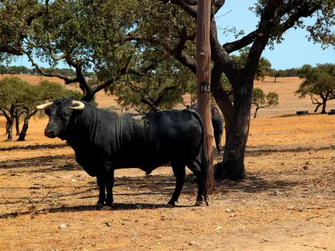  Les jeux de combat en duel pour des affrontements palpitants