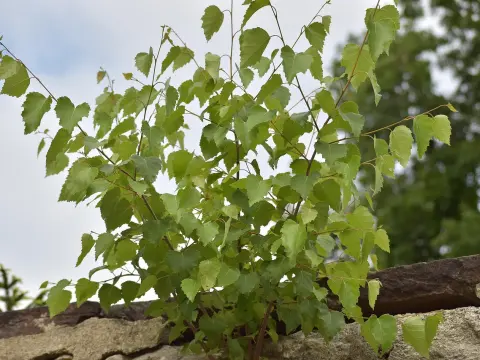  Les jeux de société les plus étranges et insolites du monde