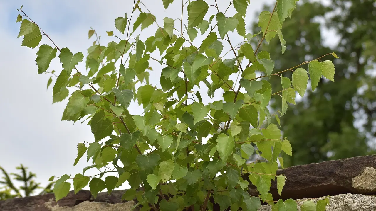 Les jeux de société les plus étranges